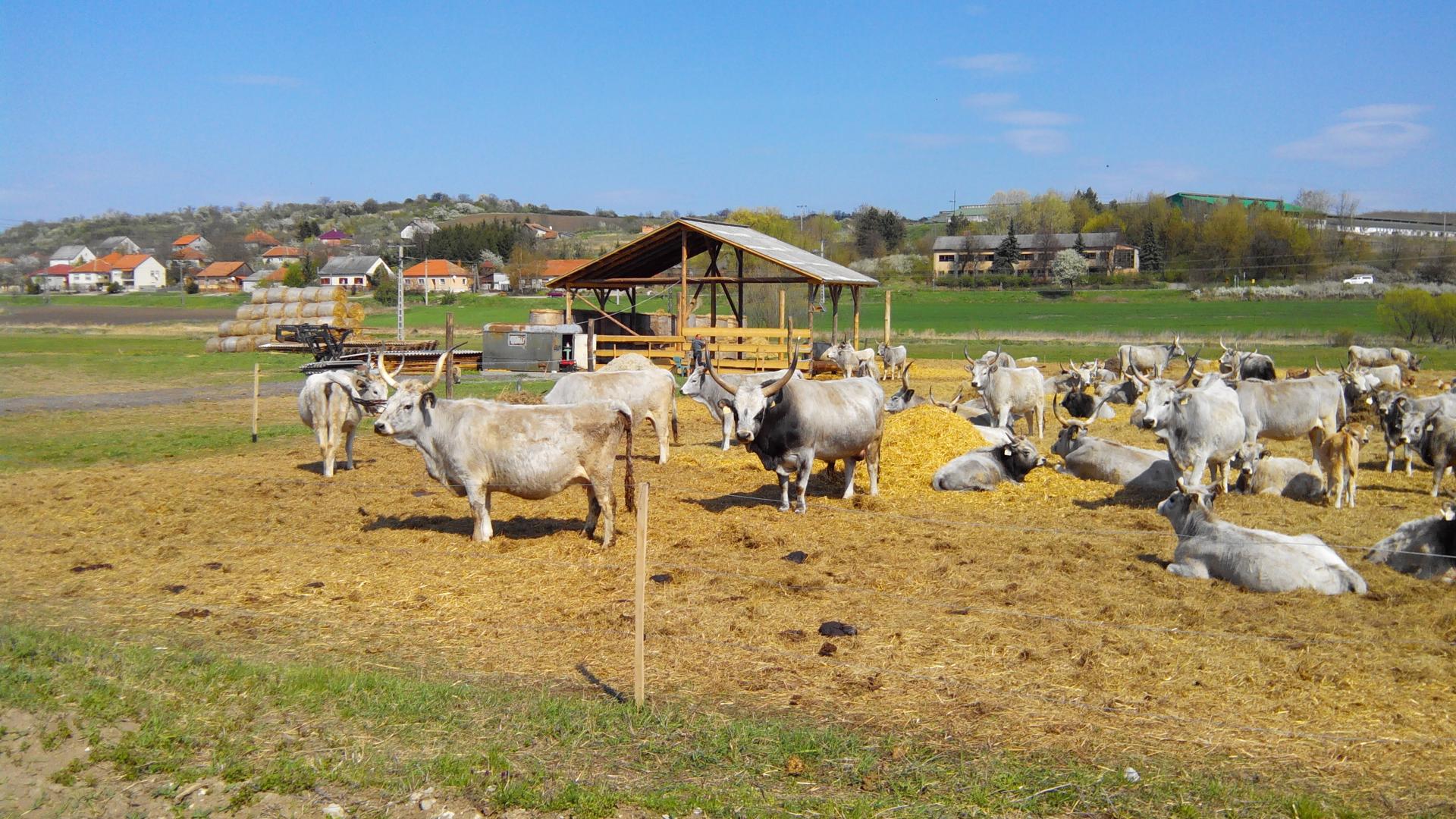 Harsány