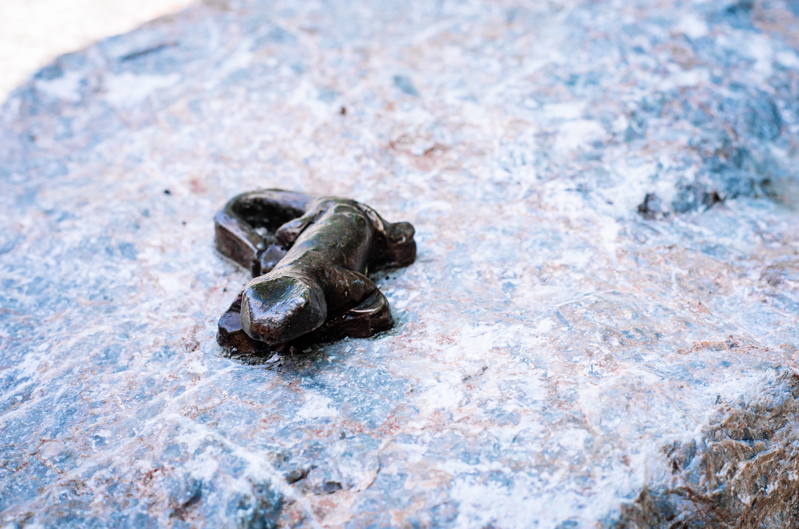 Salamander