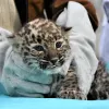 Perzsa leopárd született a Miskolci Állatkertben – a nevéről március 15-én szavazhatnak a látogatók