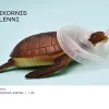 Mini ARC-kiállítás: ingyenes tárlatvezetés várja az érdeklődőket Mini ARC-kiállítás: ingyenes tárlatvezetés várja az érdeklődőket