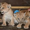 Újra oroszlánkölykök születtek a Miskolci Állatkertben