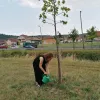 Közterületi fák öntözése