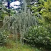 Avasi Arborétum