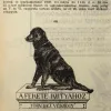 A Fekete kutya és a Weidlich-palota